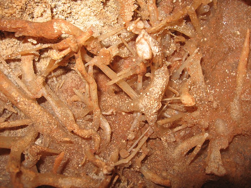 beljanica