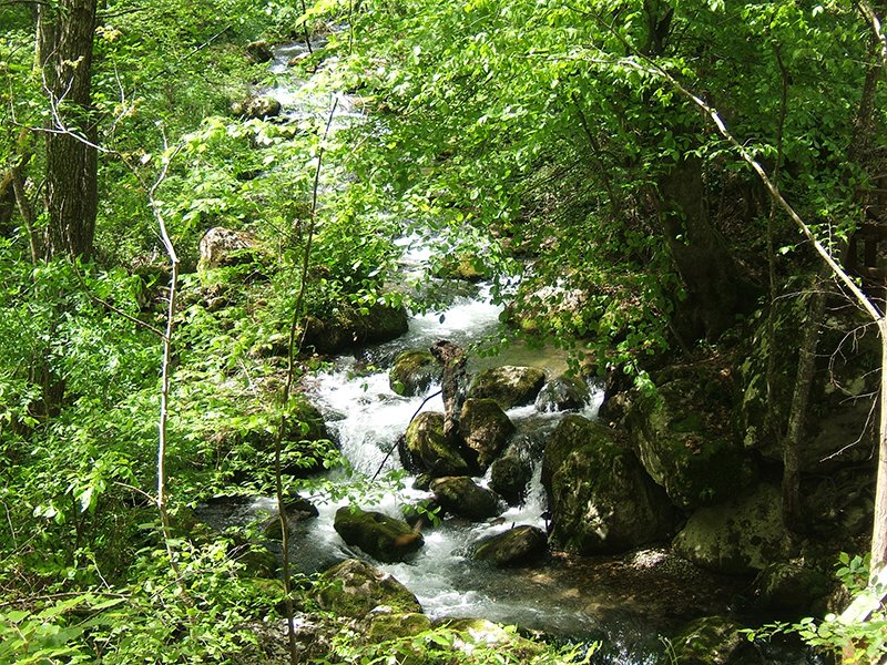 bjeluša-gaj-
