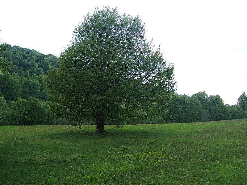dolina-mikuljske-reke