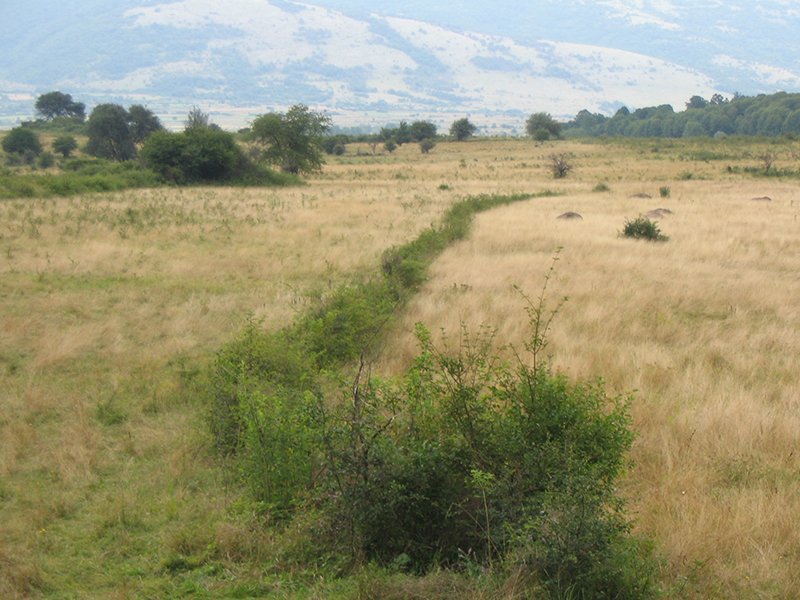 Odorovačko polje
