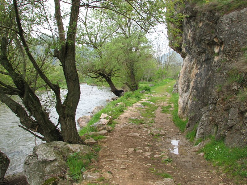 rsovci