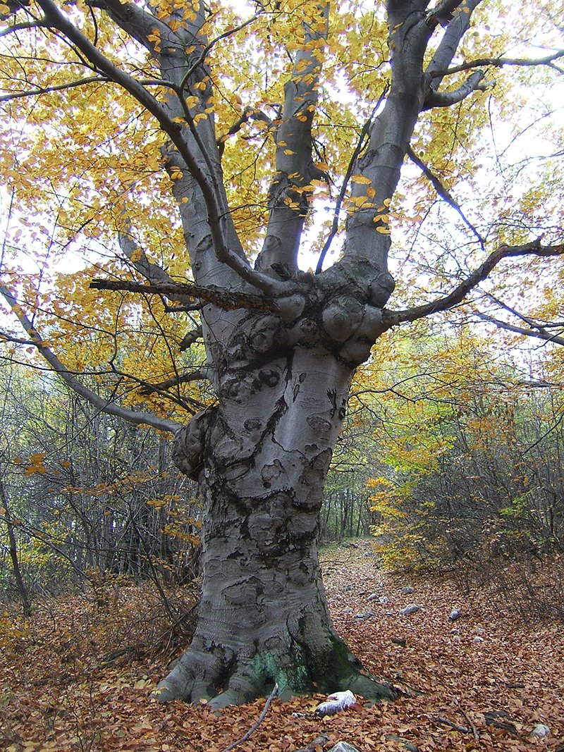 stojkova-ledenica