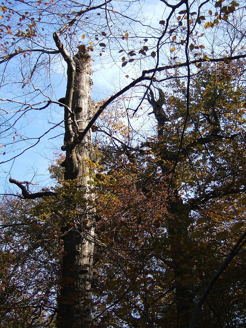 stojkova-ledenica